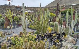 Jardín de Cactus, en el día 1 en Lanzarote