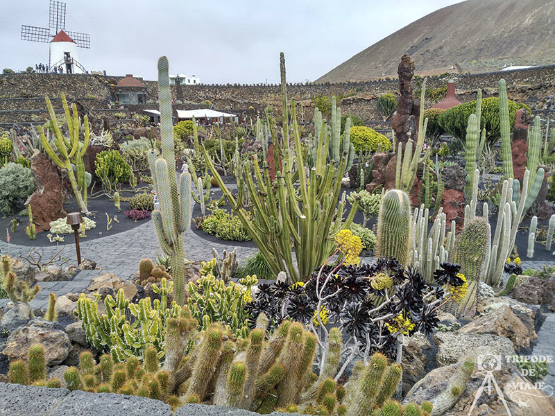 Jardín de Cactus, en el día 1 en Lanzarote